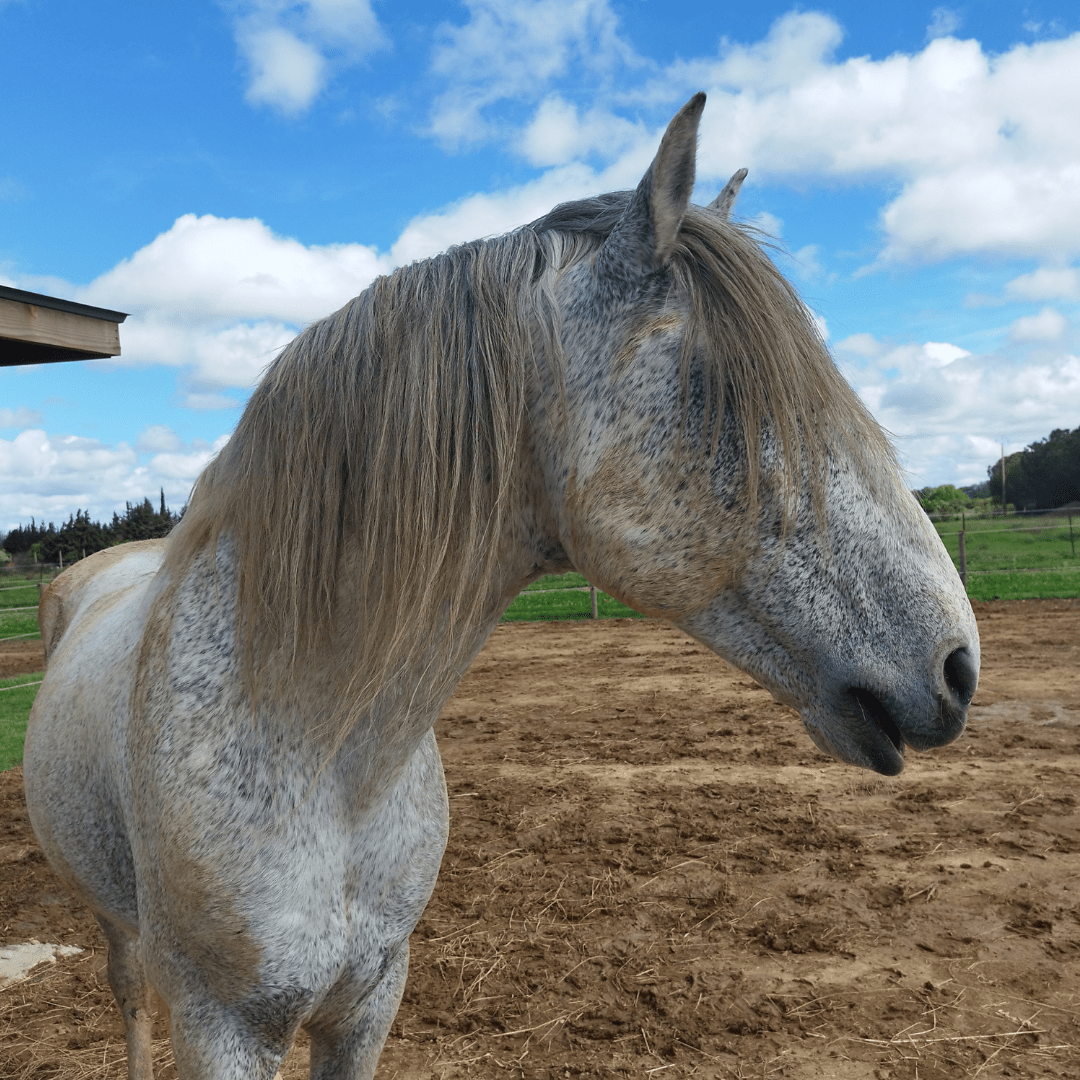 Haras,Somail,Cheval,Pension,écurie,Ecurie