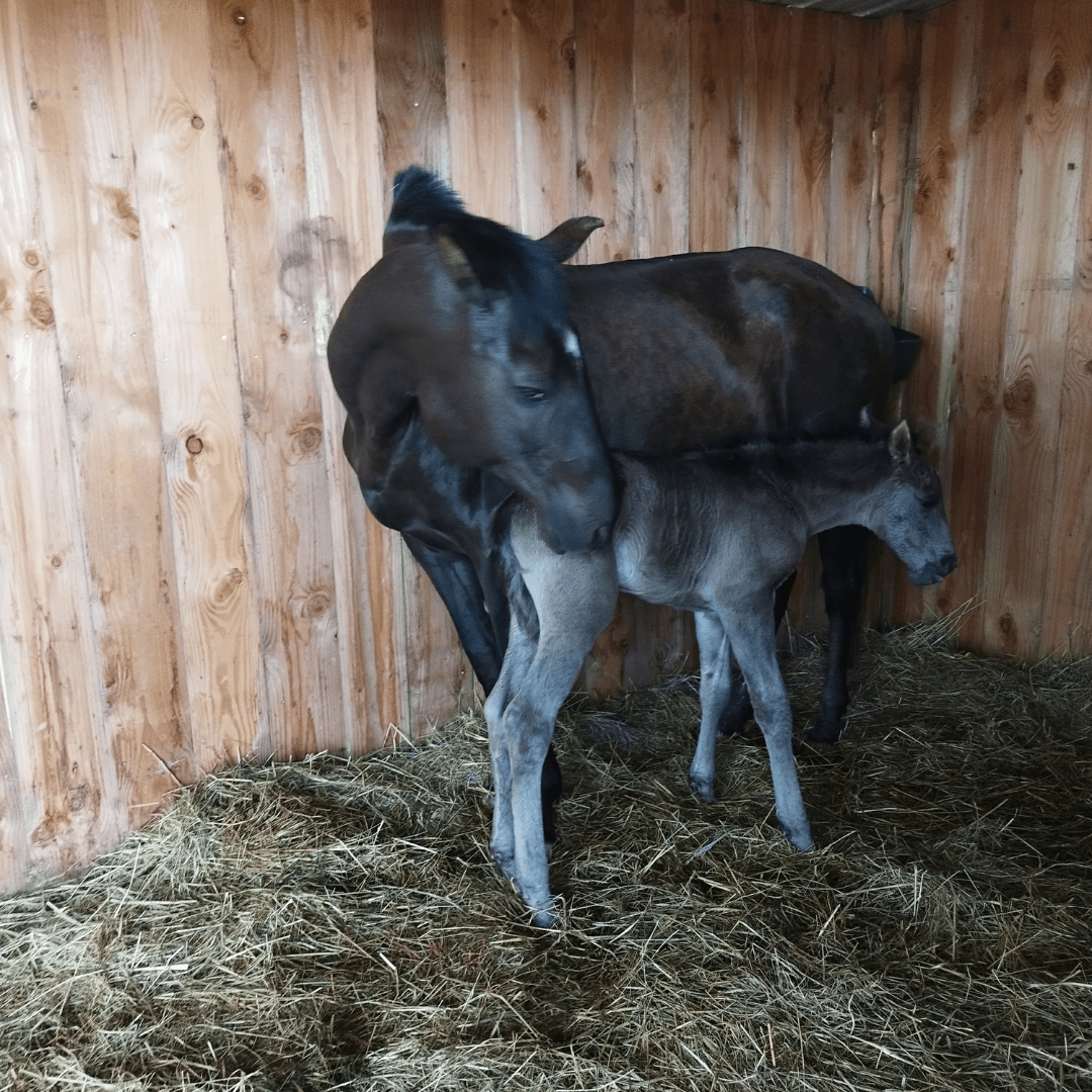 Haras,Somail,Cheval,Pension,écurie,Ecurie