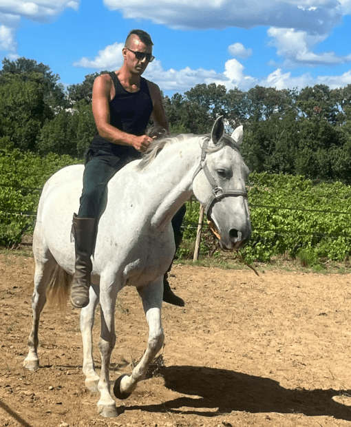 Haras,Somail,Cheval,Pension,écurie,Ecurie